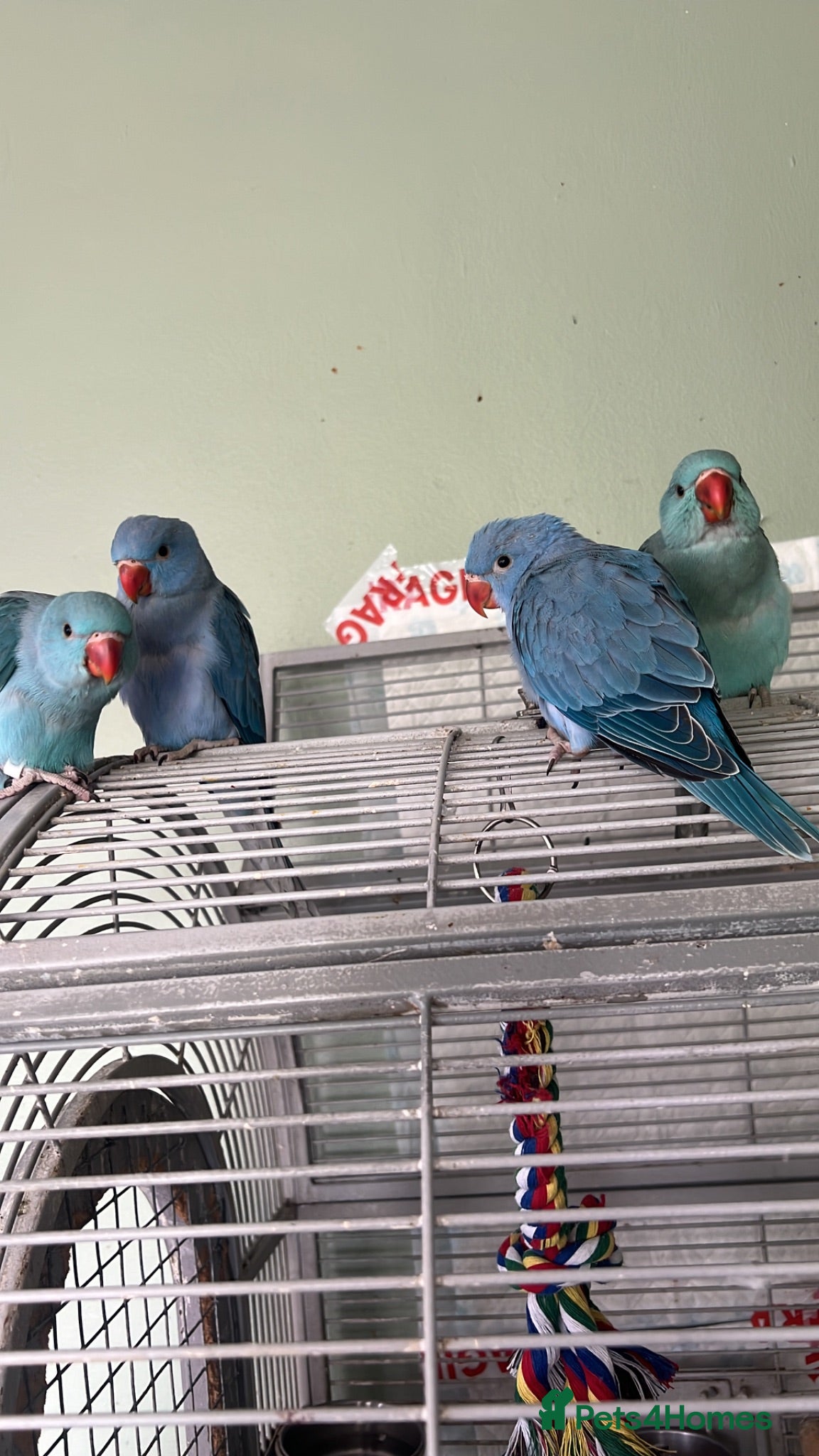 Ringnecks birds 2 beautiful indian ringneck babies left - Advert 1
