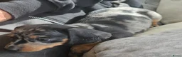 Miniature Dachshund dogs for sale: Miniature Dachshund - Advert 5