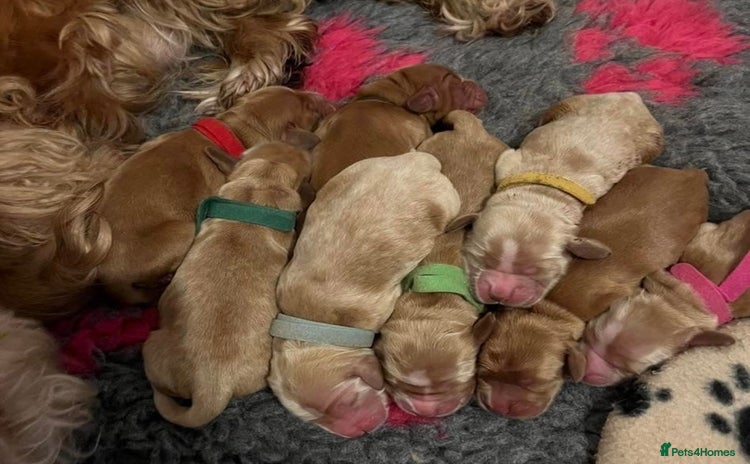 Cocker Spaniel dogs - Advert 8