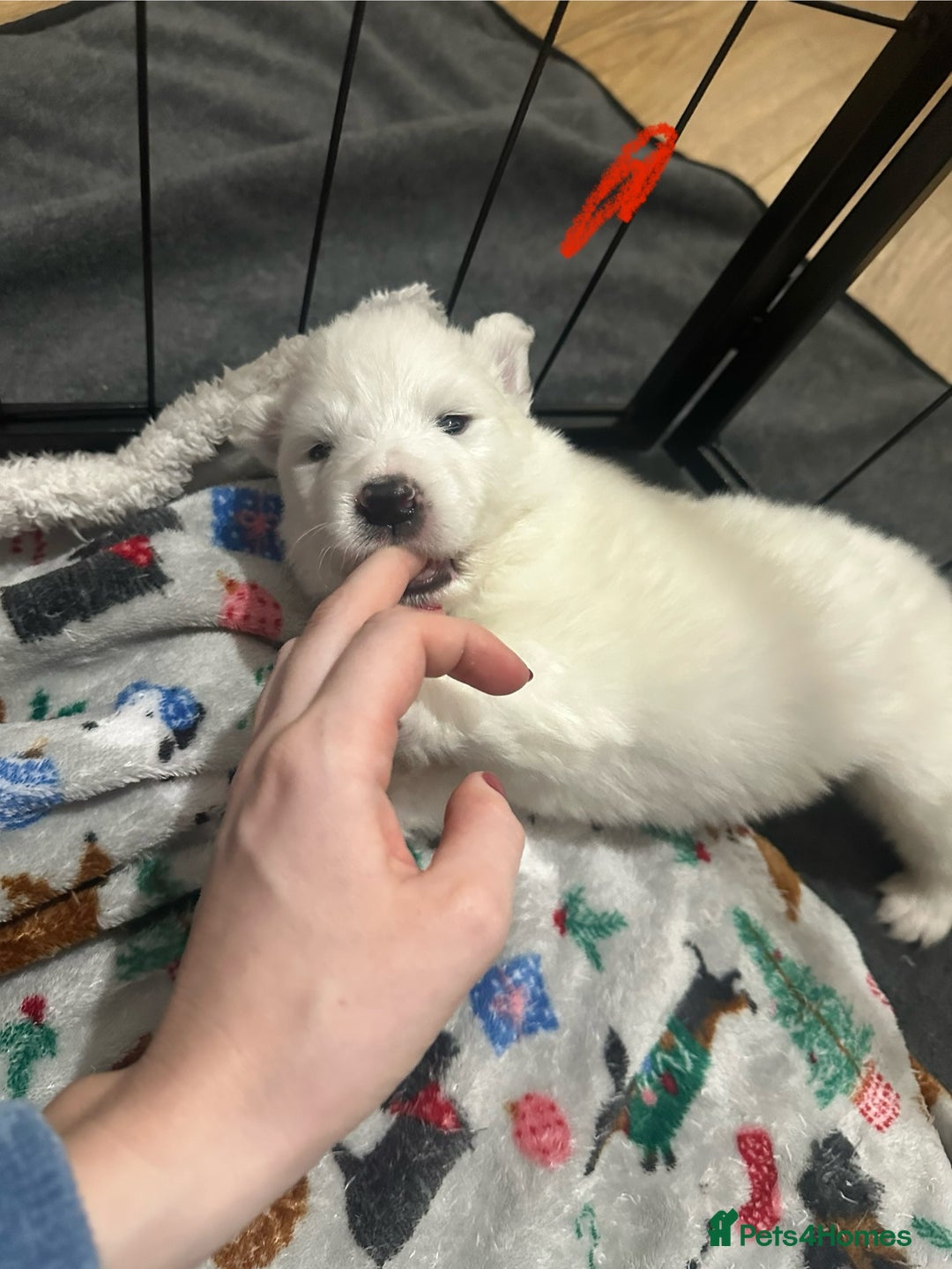 Samoyed dogs for sale: Adorable Samoyed Puppies for Sale!  - Advert 22