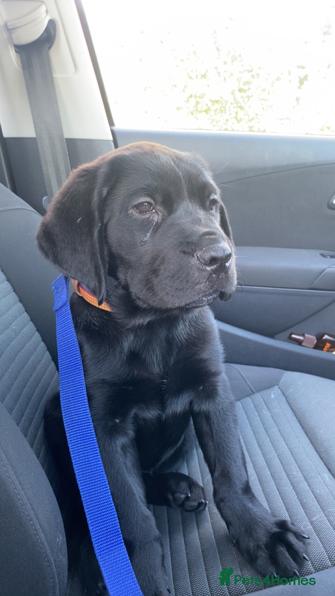 Mixed Breed dogs for sale: Bonnie - Image 4
