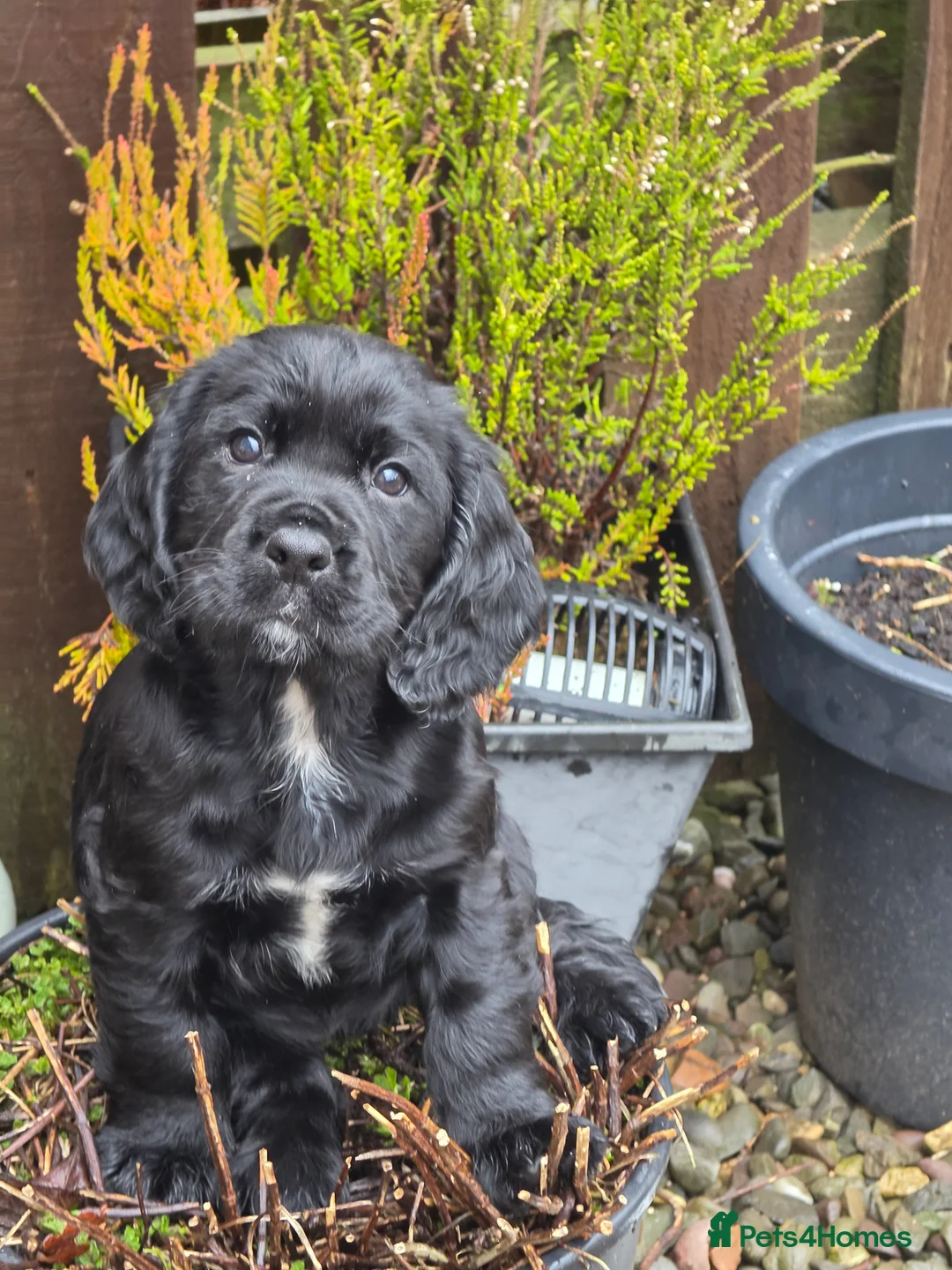 Cocker Spaniel dogs for sale: Cocker spaniel  in Lochgilphead - Advert 1