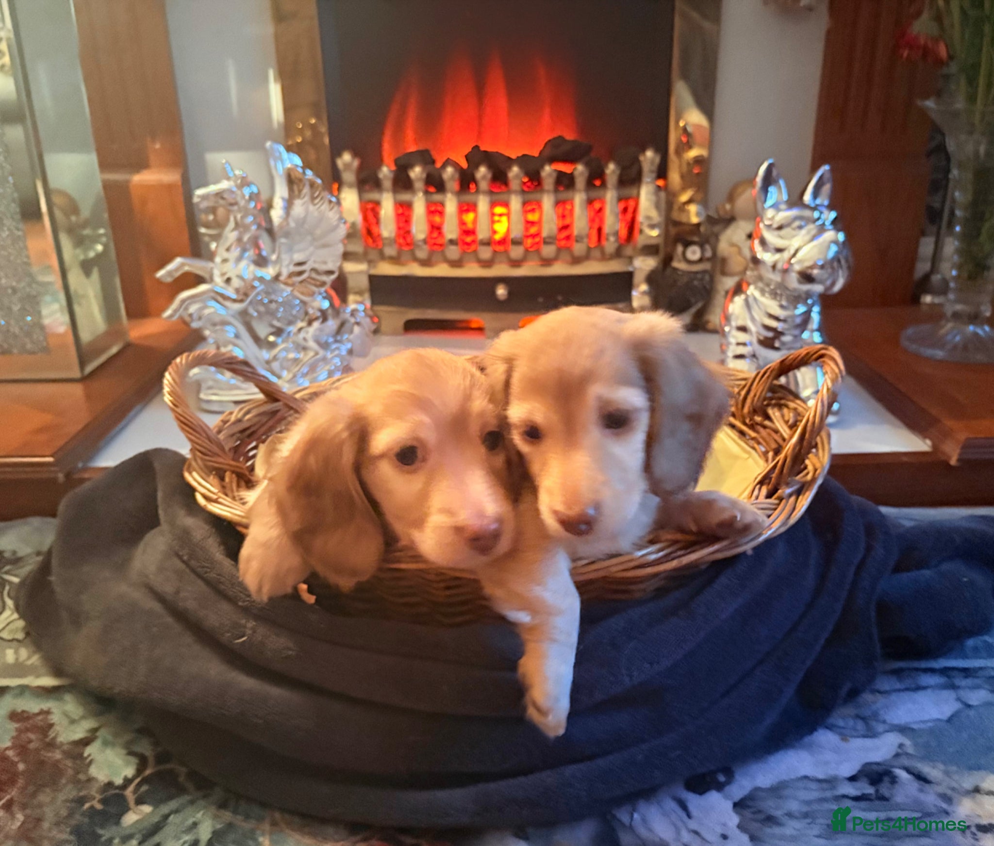 Miniature Dachshund dogs Champion Line KC Mini Longhair Dachshund Pups - Advert 2