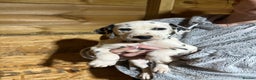 Dalmatian dogs for sale: 🐾2 left🐾 top pedigree pups - Advert 16