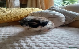 Shih Tzu dogs for sale: Shih tzu puppies boys and girls  - Image 5