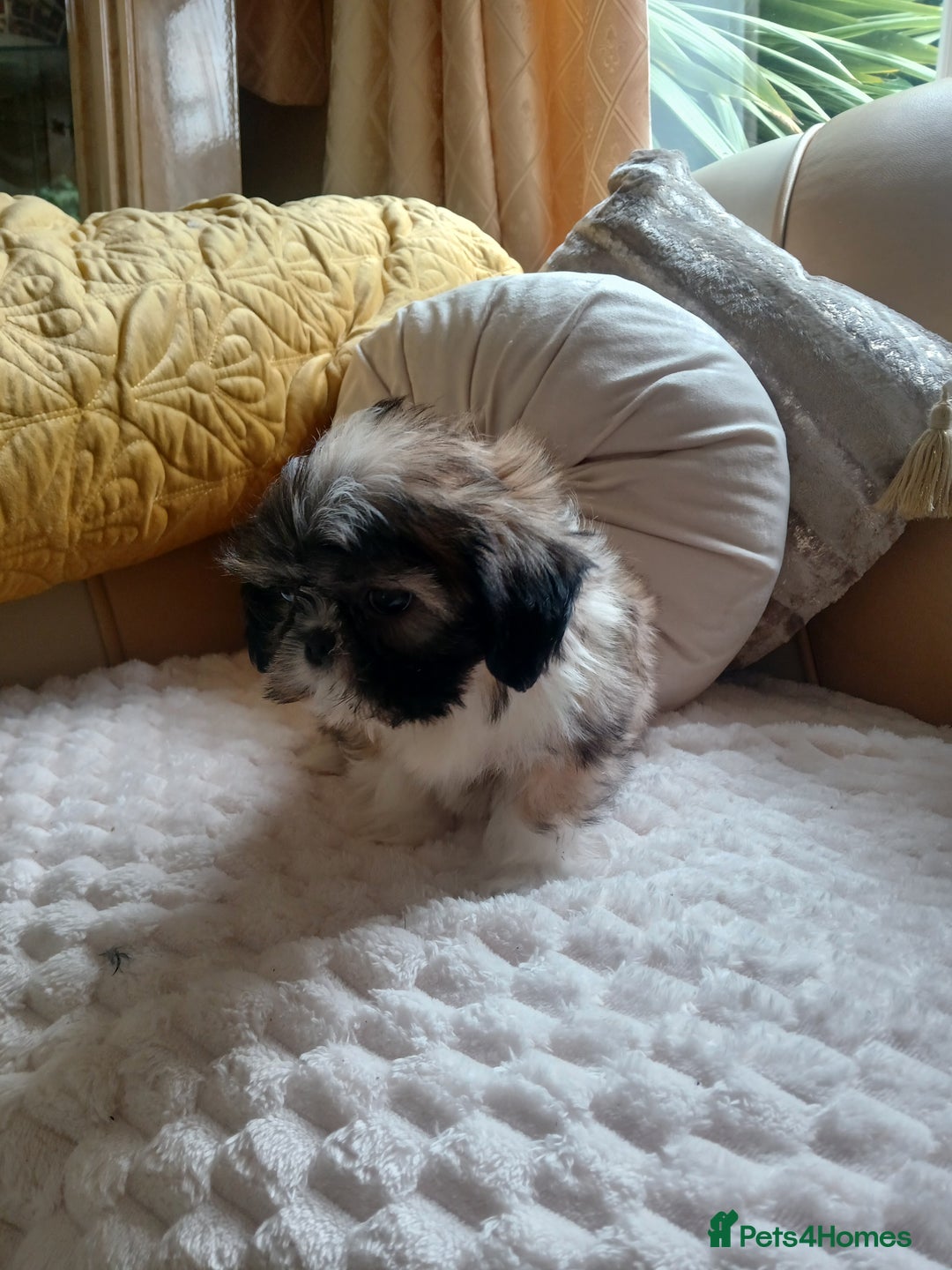 Shih Tzu dogs for sale: Shih tzu puppies boys and girls  - Image 5
