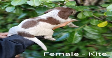 Mixed Breed dogs - Advert 4