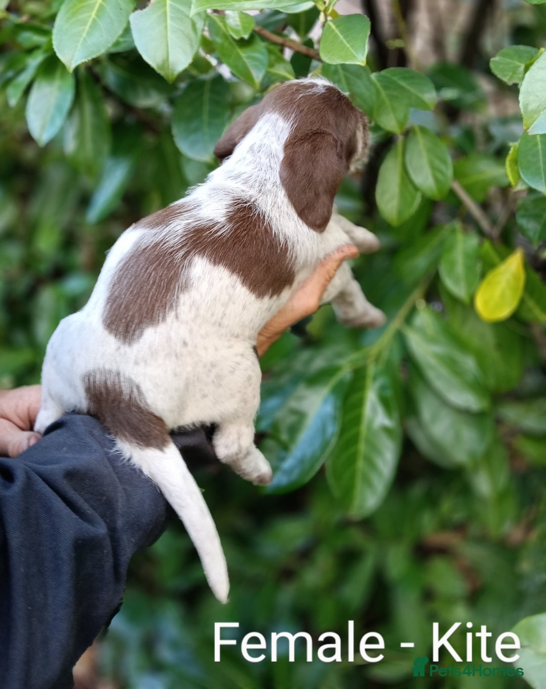 Mixed Breed dogs for sale: Fen Spaniels -Korthols x Eng Springer Spaniel  - Image 8