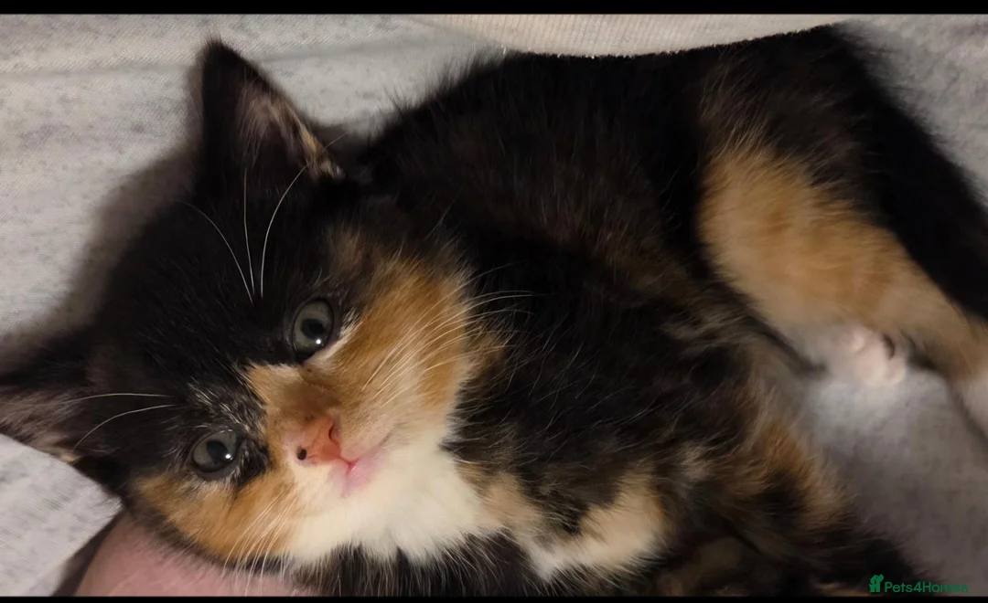 British Shorthair cats for sale: 16 week old female kittens  in Bristol - Advert 2