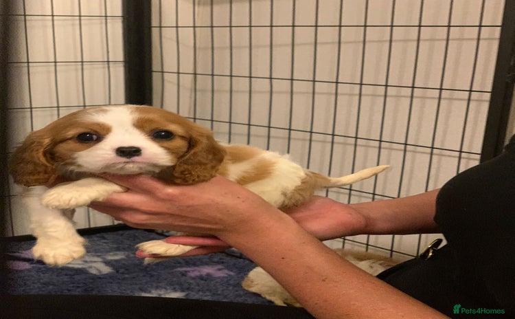 Cavalier King Charles Spaniel dogs - Advert 1