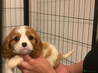 Cavalier King Charles Spaniel dogs - Advert 33
