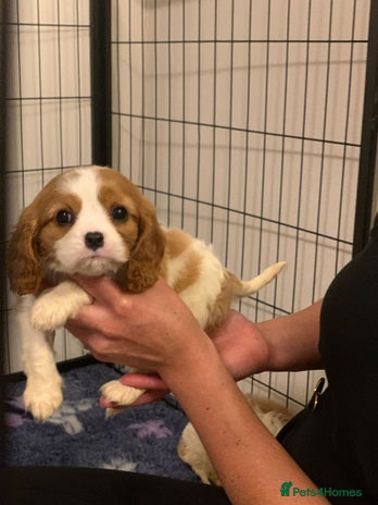 Cavalier King Charles Spaniel dogs - Advert 6