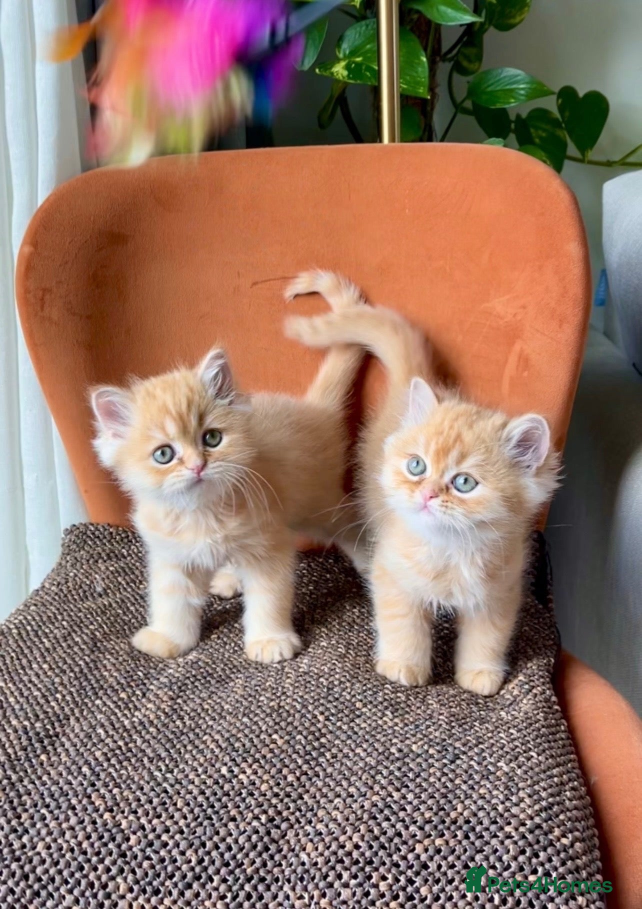 Persian cats Two beautiful Persian exotic kittens  - Advert 4