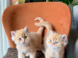 Persian cats Two beautiful Persian exotic kittens - Advert 4