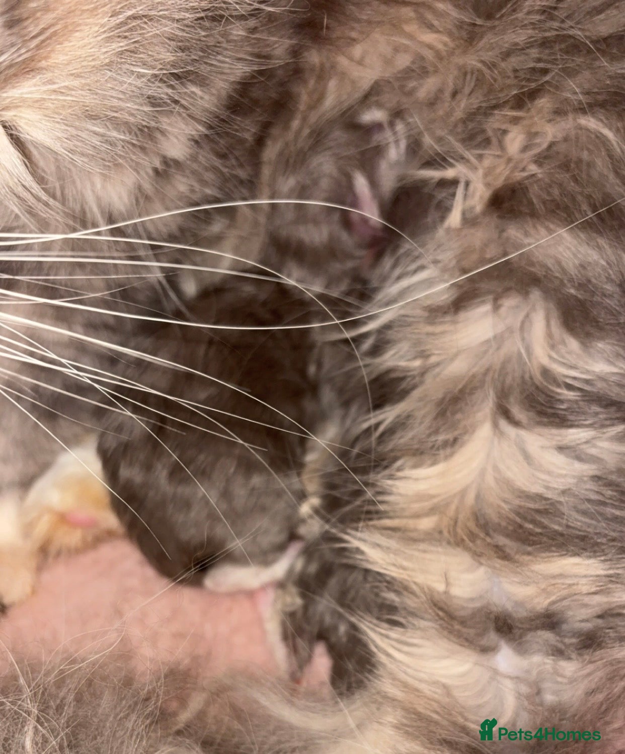 Mixed Breed cats for sale: Ragdoll x kittens  - Advert 2