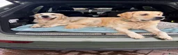 Golden Retriever dogs for sale: Parents to Be!  in Woodhall Spa - Advert 8