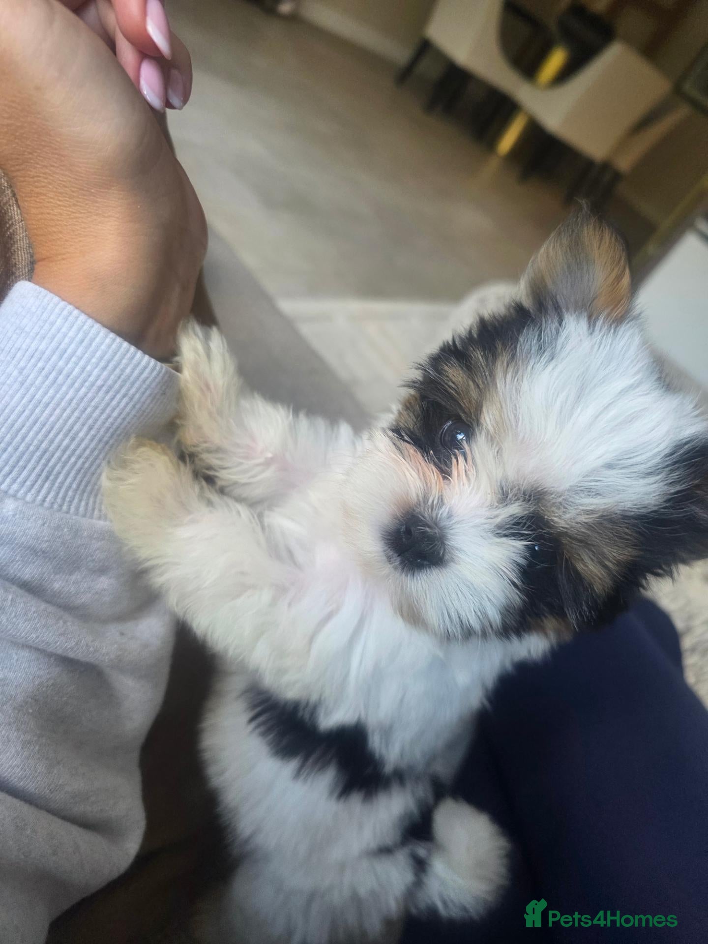 Biewer Terrier dogs Miniature Biewer terrier 10 weeks old  - Advert 4