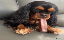 Cavalier King Charles Spaniel dogs for sale: KC, Health Tested Cavalier King Charles Spaniels  - Image 10