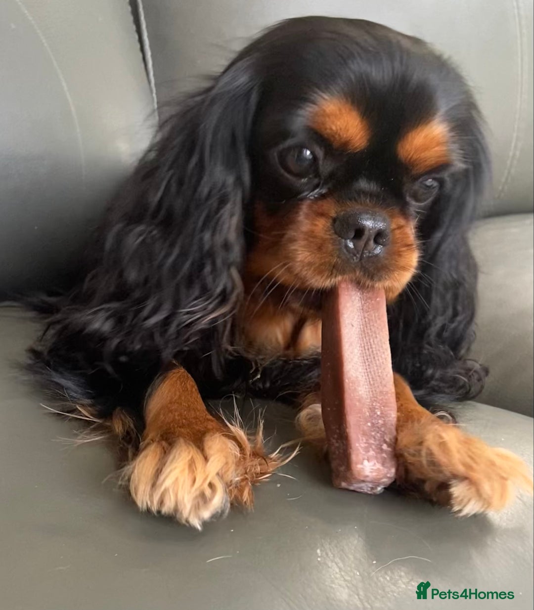 Cavalier King Charles Spaniel dogs for sale: KC, Health Tested Cavalier King Charles Spaniels  - Image 10