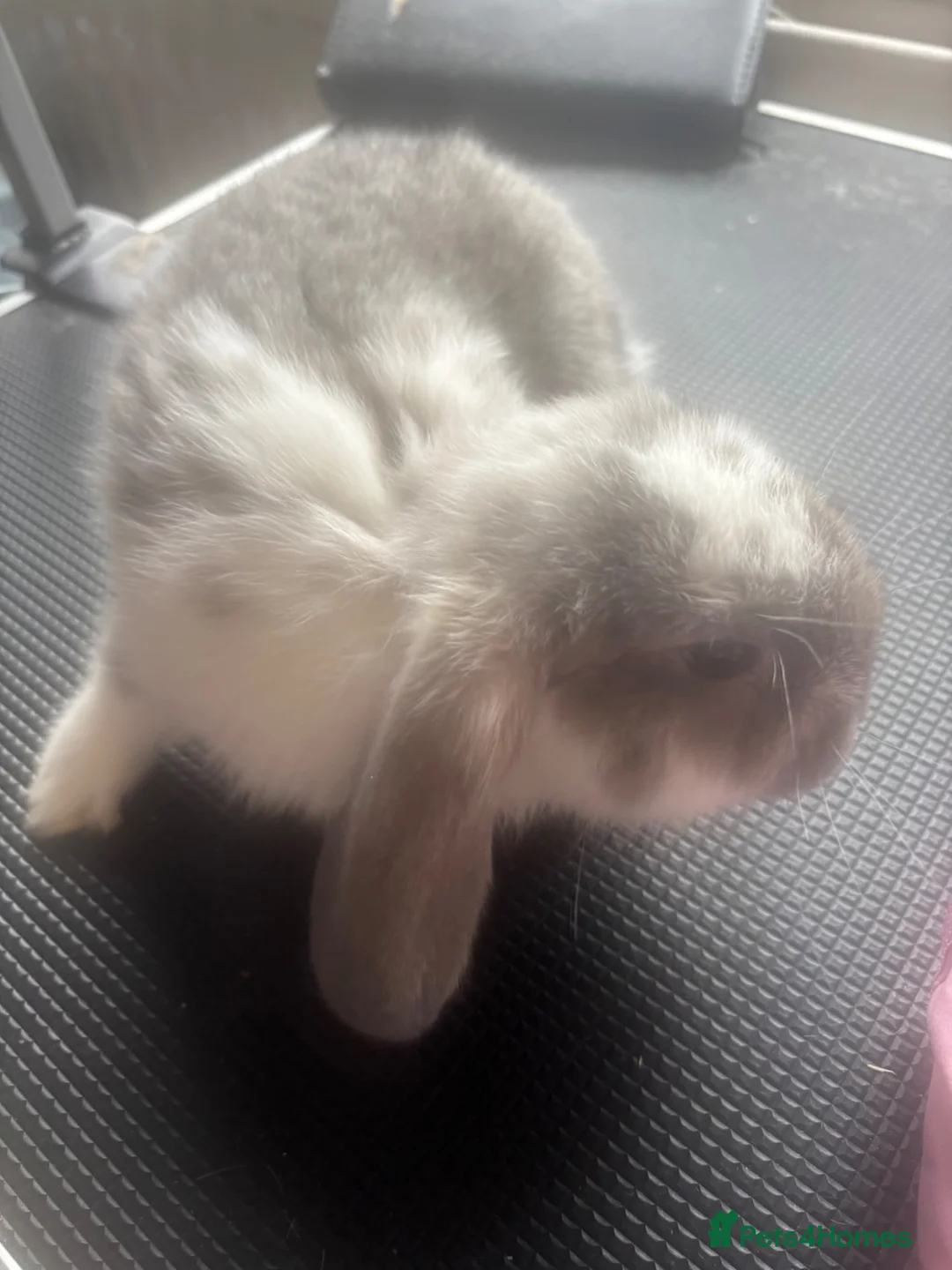 French Lop rabbits for sale: Two French lops - Advert 2