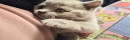 British Shorthair cats for sale: 3 British Shorthair Girls Lilac and Blue - Advert 4