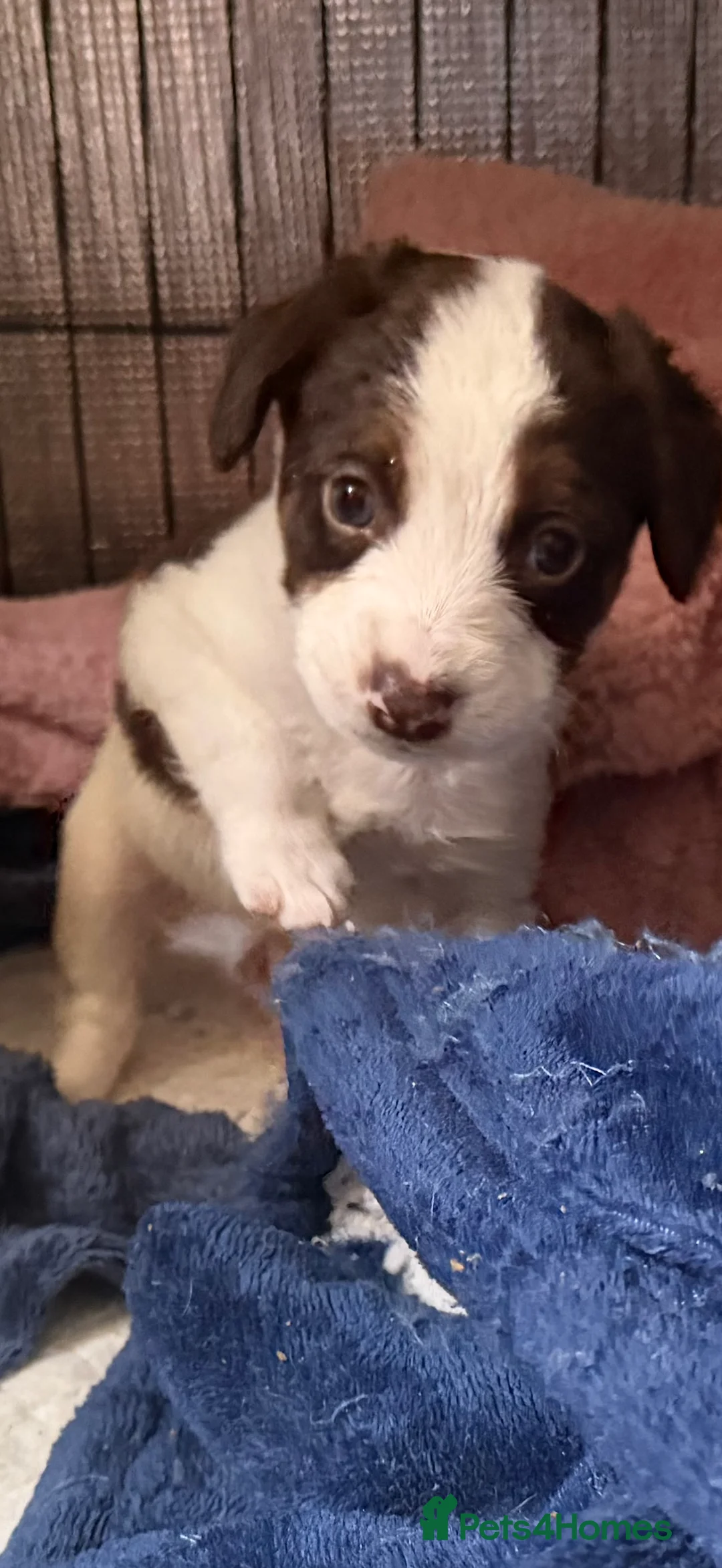 Mixed Breed dogs for sale: Lovely Cockapoo/Border Collie puppies in Abergavenny - Advert 21