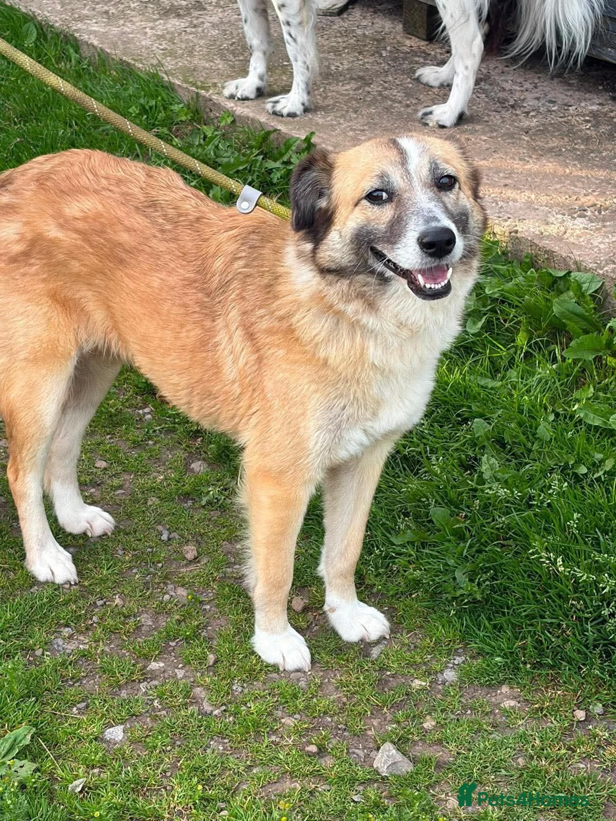 Mixed Breed dogs 💜🐾 Shelby isn't asking for much.  - Advert 2
