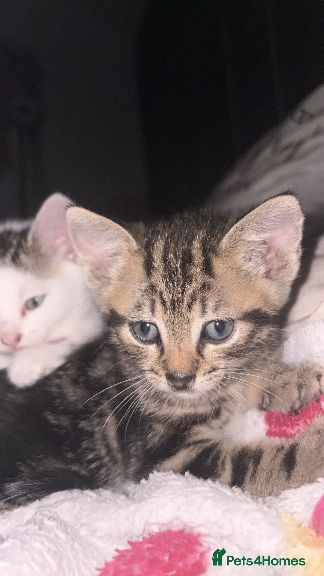 Mixed Breed cats for sale: Beautiful kittens for sale  - Advert 2