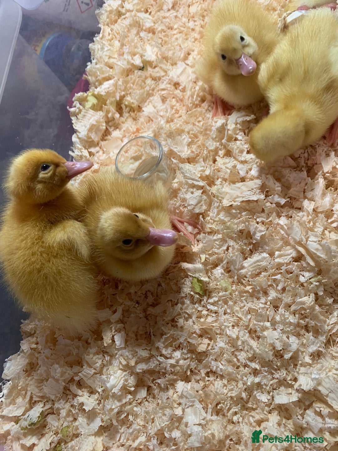 Canaries birds for sale: Pekin ducklings  - Image 12
