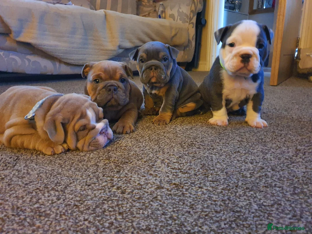 English Bulldog dogs for sale: 4 beautiful English bulldog puppies  - Advert 14
