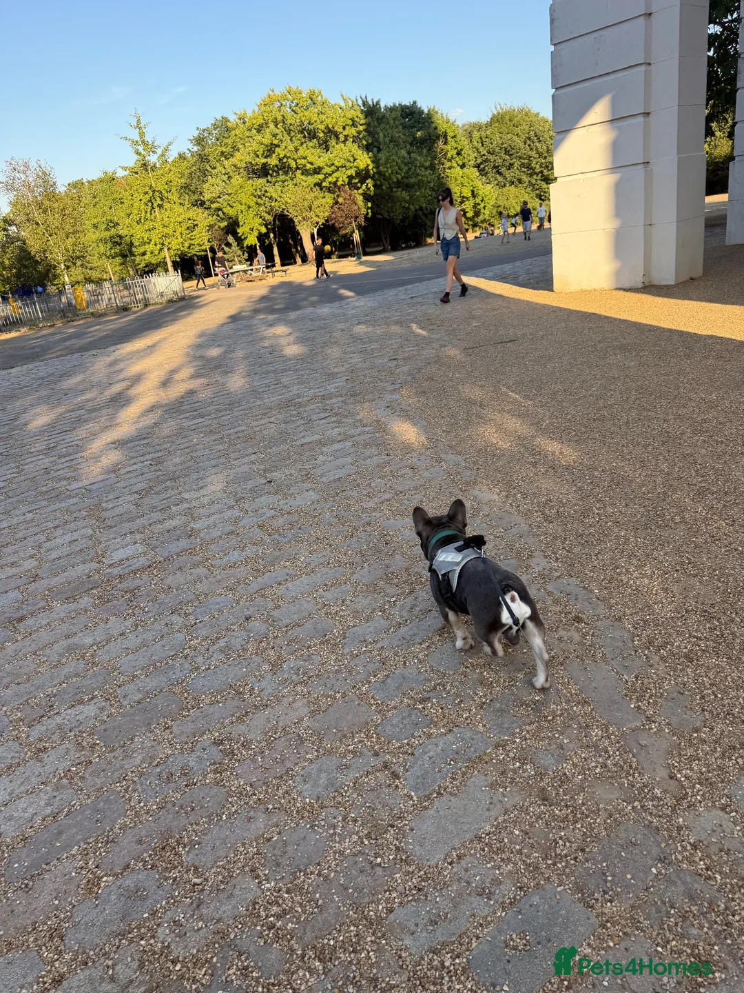 French Bulldog dogs for stud: Lilac tan boy for stud - Advert 4