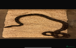 Corn Snake reptiles for sale: corn snakes male and female - Advert 3