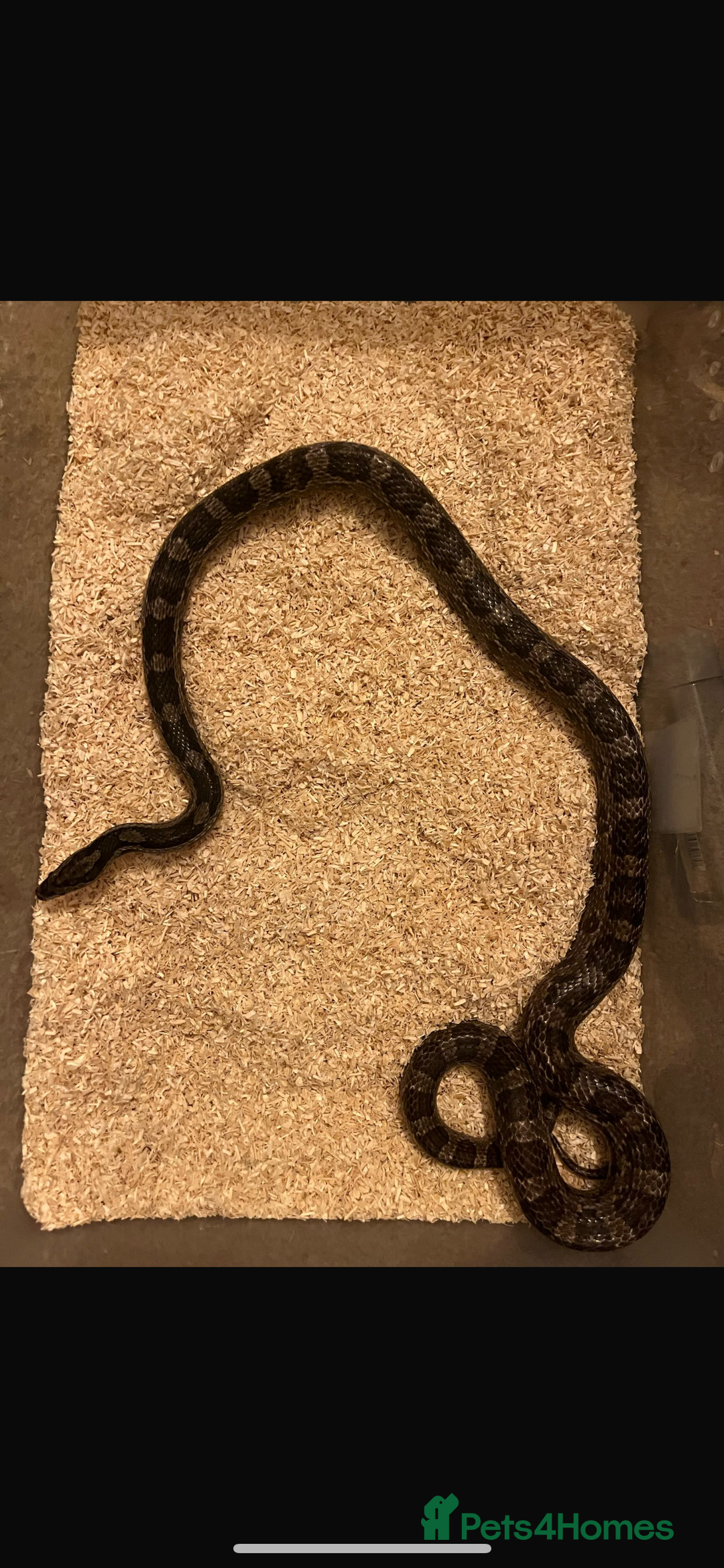 Corn Snake reptiles for sale: corn snakes male and female - Advert 3