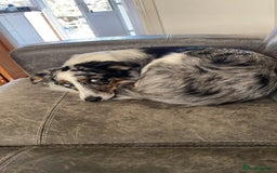 Border Collie dogs for sale: To be rehomed - Merle Border Collie  - Image 4