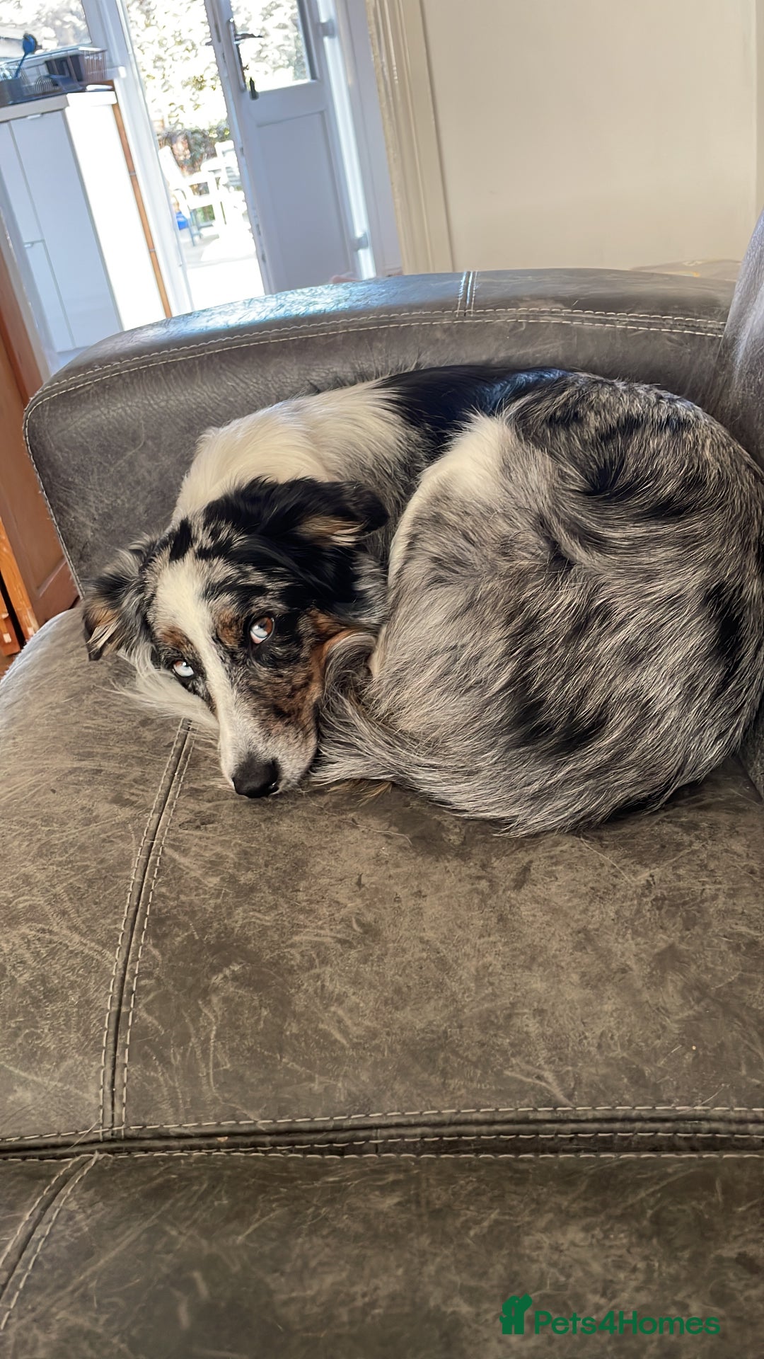 Border Collie dogs for sale: To be rehomed - Merle Border Collie  - Image 4