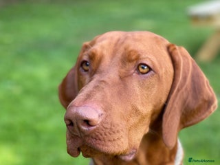 Hungarian Vizsla dogs in Reading - Advert 1