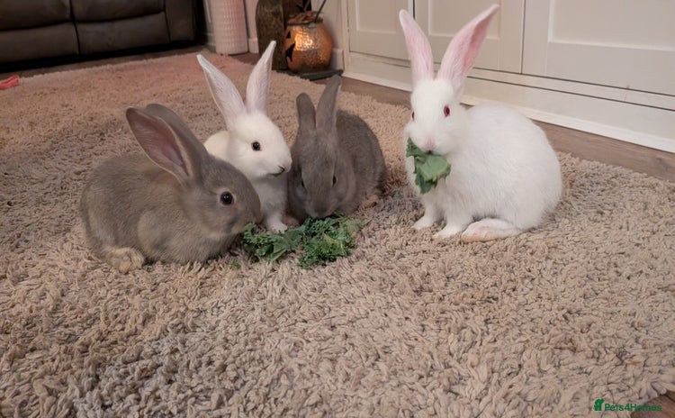 Continental Giant rabbits - Advert 1