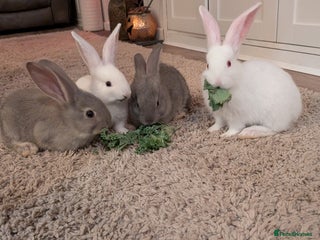 Continental Giant rabbits - Advert 17