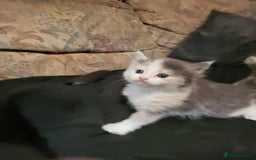 Maine Coon cats for sale: Maine Coon X - Image 3