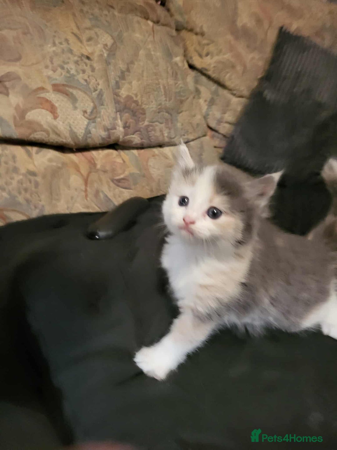 Maine Coon cats for sale: Maine Coon X - Image 3