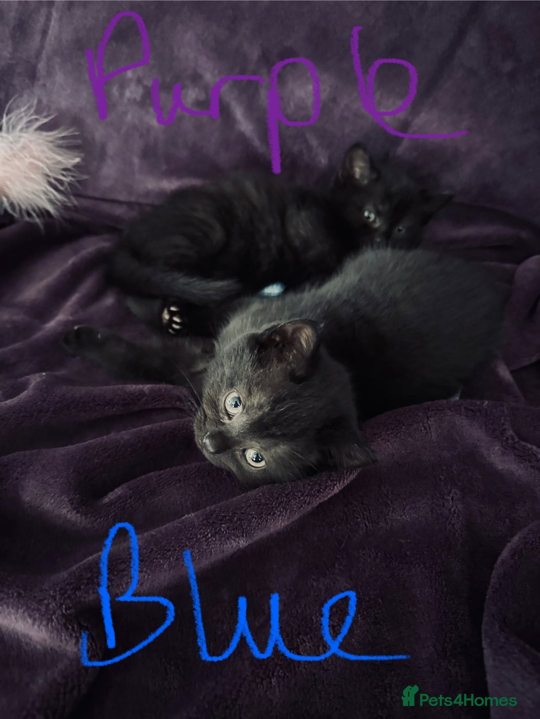 British Shorthair cats for sale: Black British Shorthair kittens - Image 3