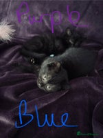 British Shorthair cats - Advert 8