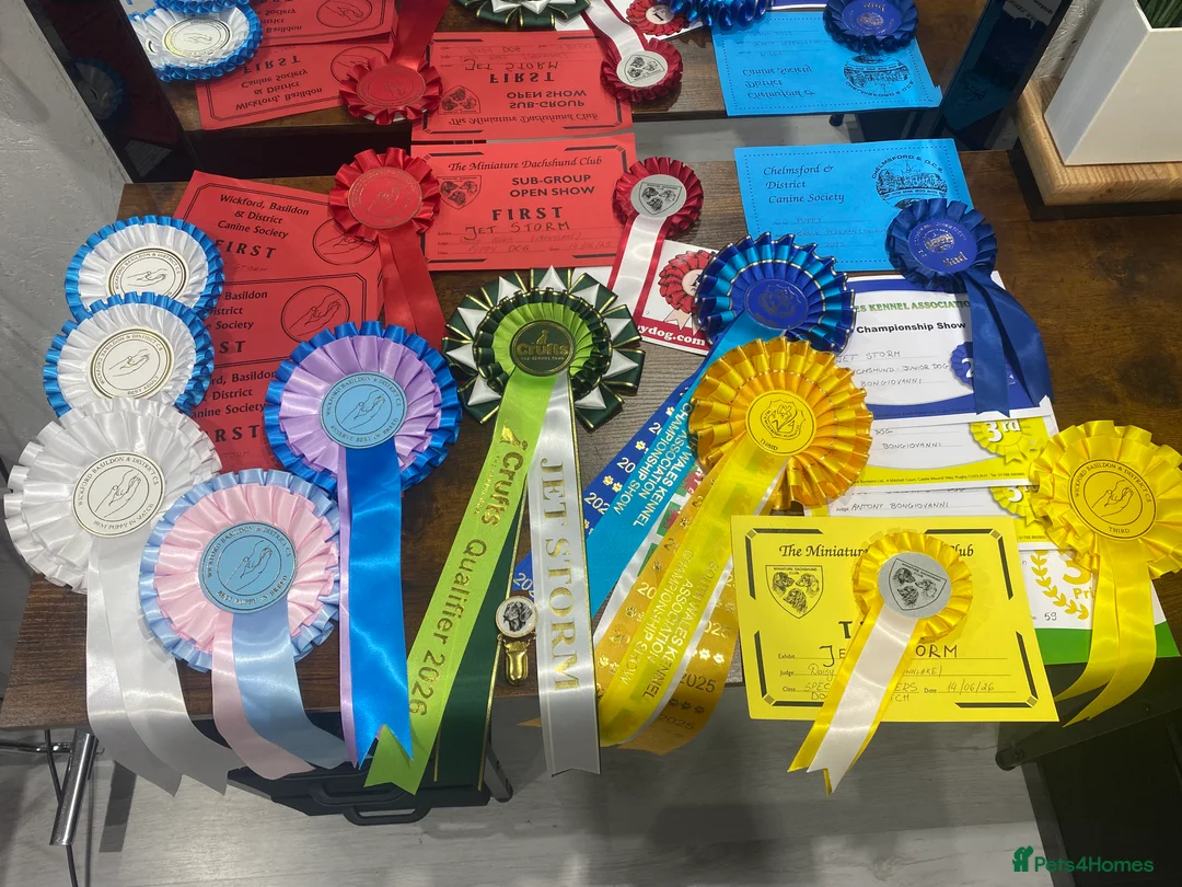 Miniature Dachshund dogs for stud: KC registered Miniature Dachshund Black and Tan - Advert 2