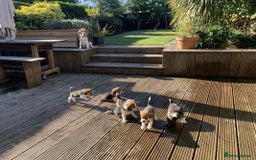 Beagle dogs for sale: 4 x KC reg Beagle Pups available - Image 6