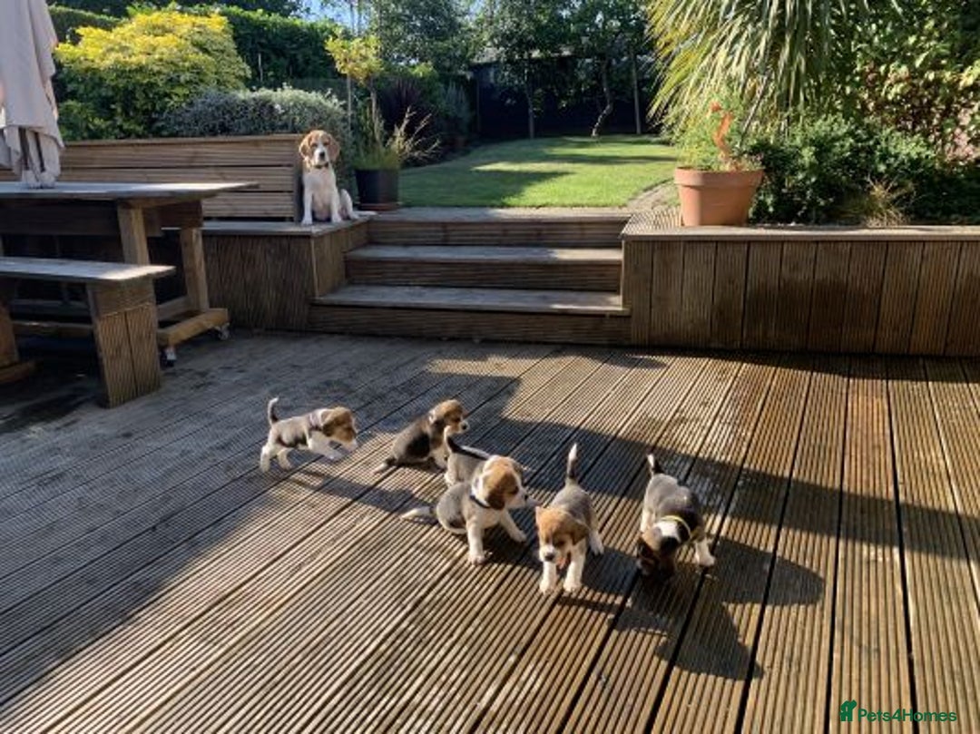 Beagle dogs for sale: 4 x KC reg Beagle Pups available - Image 6
