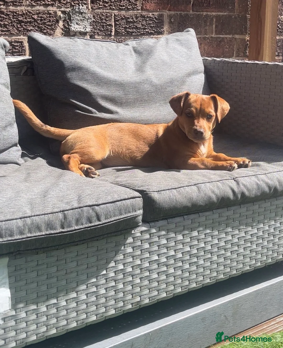 Miniature Dachshund dogs for sale: Dapple miniature dachshund - Advert 3