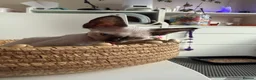 Devon Rex cats for sale: Devon Rex Kittens – Two Boys & One Girl ❤️ - Advert 2