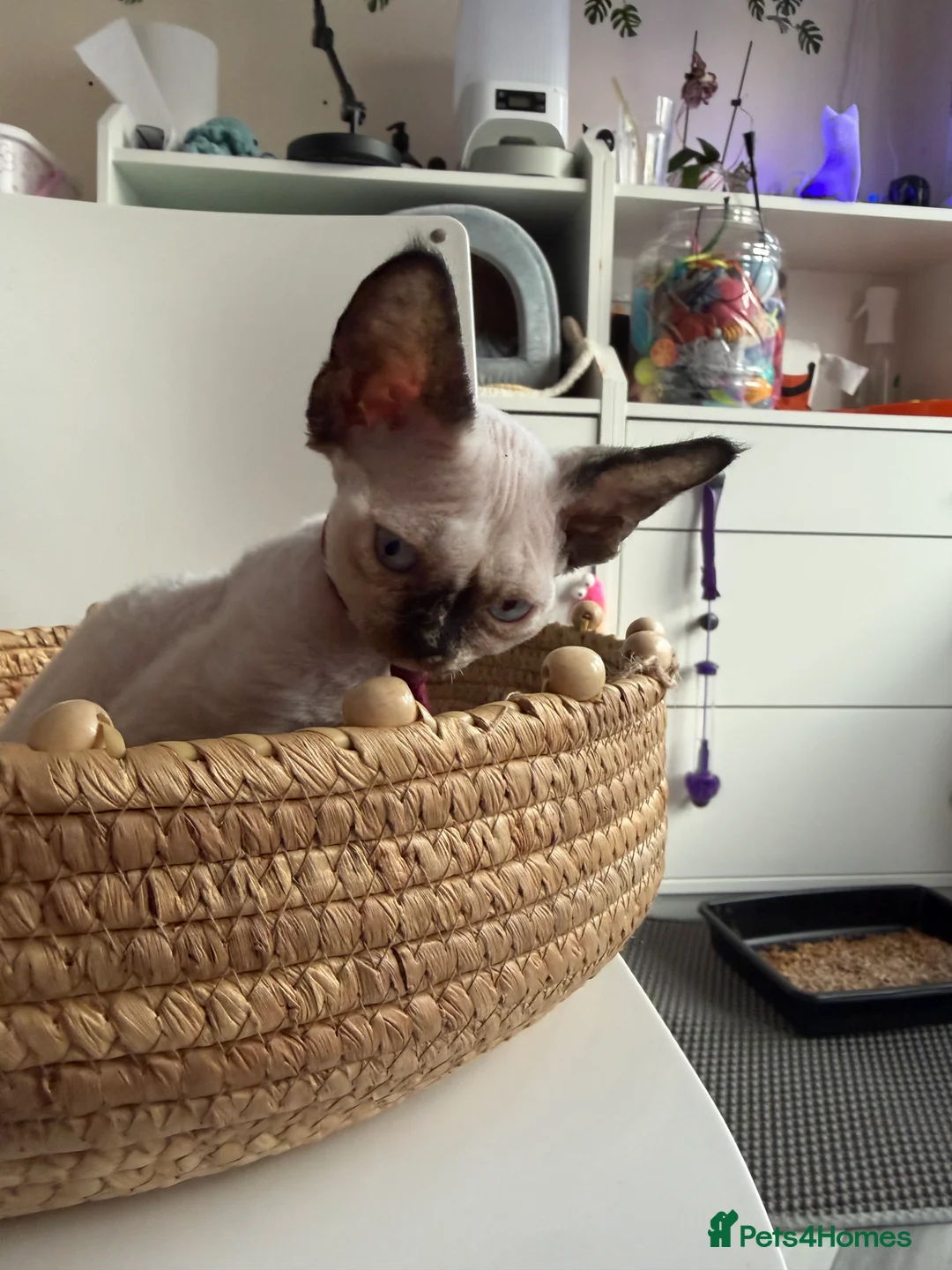 Devon Rex cats for sale: Devon Rex Kittens – Two Boys & One Girl ❤️ - Advert 2