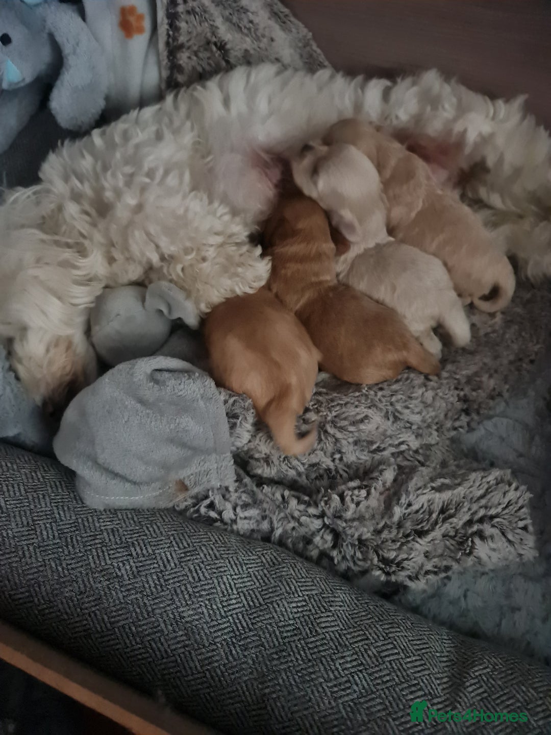 Maltipoo dogs for sale: Multipoo boy - Image 11
