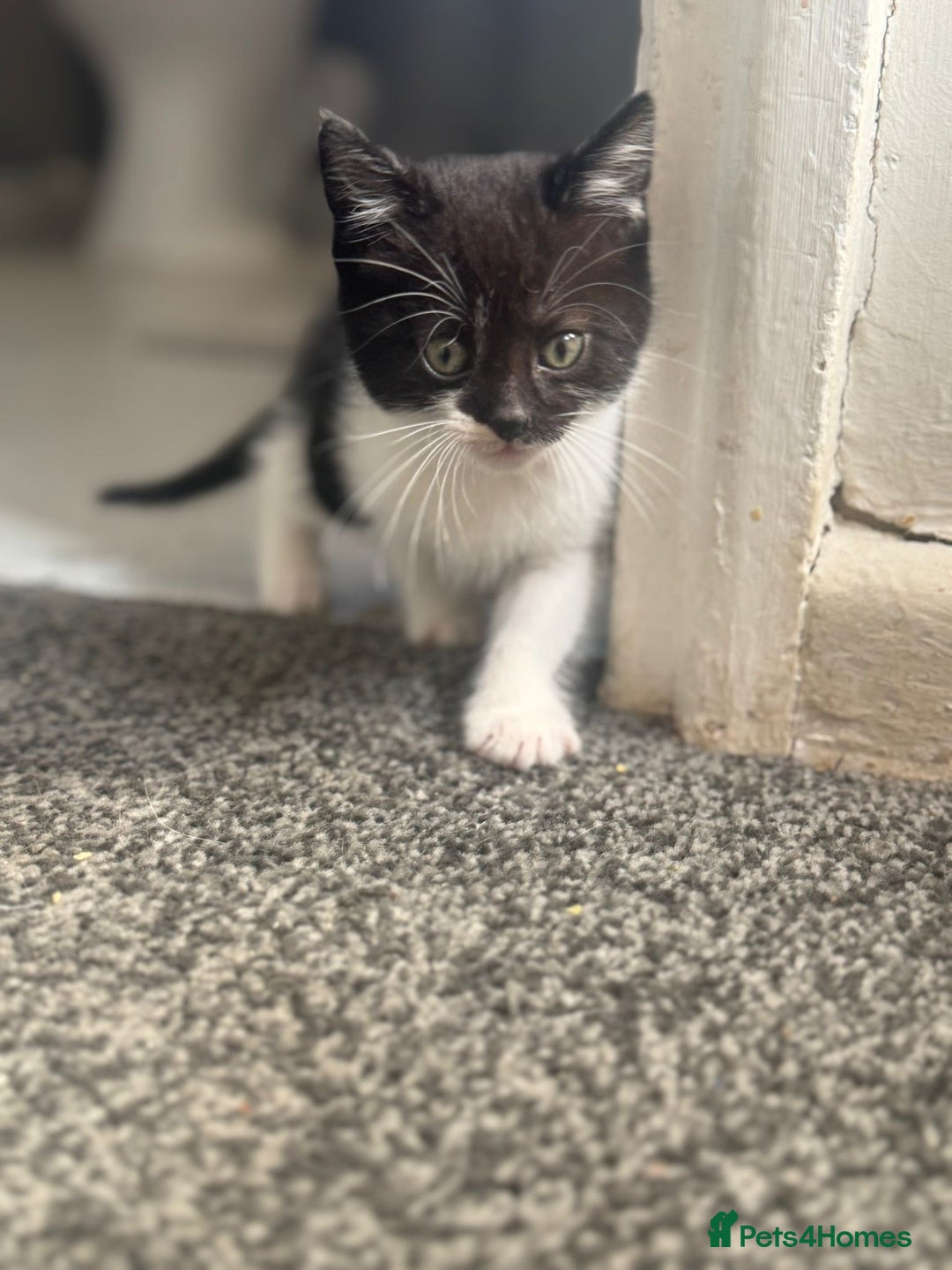 Mixed Breed cats for sale: WHITE and black beautiful kittens. READY NOW - Image 10